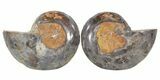 Split Black/Orange Ammonite Pair - Anapuzosia? #55738-1